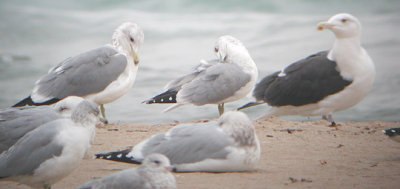 California Gull, Herring Gulls, Ring-billed, and Great Black-backed Gull