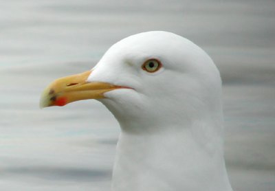 Herring Gull