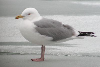 Herring Gull