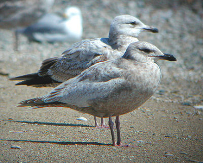 Thayer's Gull