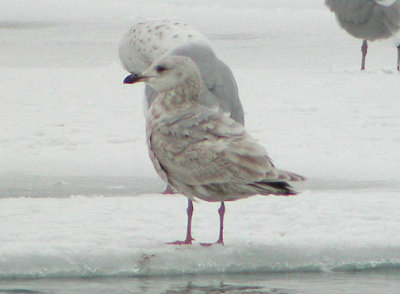Thayer's or Kumlien's Gull