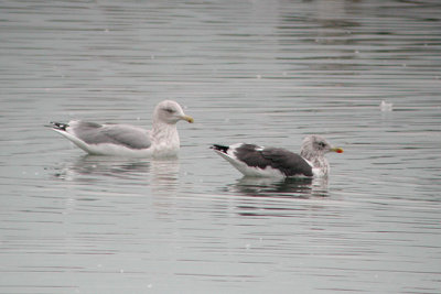 Lesser Black-backed Gull