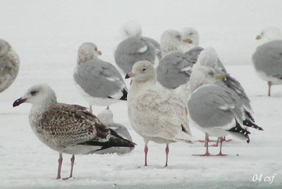 Great Black-backed, Glaucous, and Herring Gulls