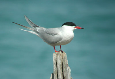 Common Tern