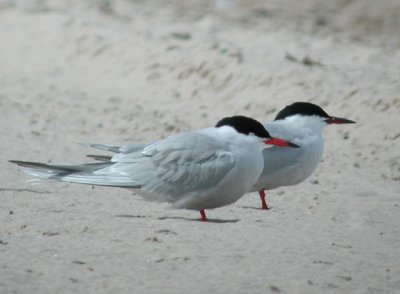 Common Terns