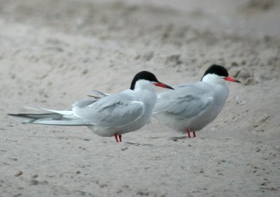 Common Terns