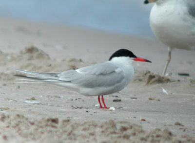 Common Tern