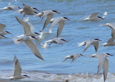 Common Terns