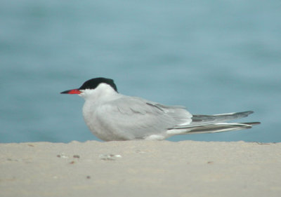 Common Tern