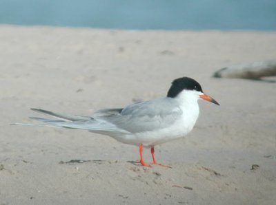 Forster's Tern