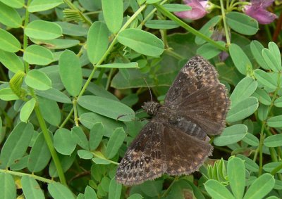 Wild Indigo Duskywing