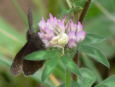 Wild Indigo Duskywing and crab spider