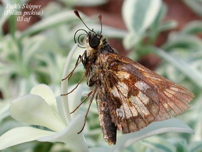 Peck' s Skipper