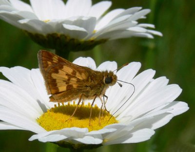 Peck's Skipper