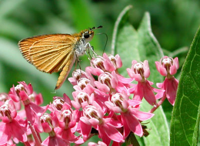 Least Skipper