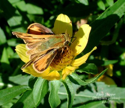 Fiery Skipper