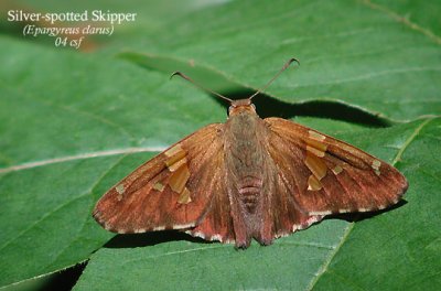 Silver-spotted Skipper