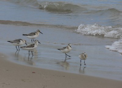 Sanderlings