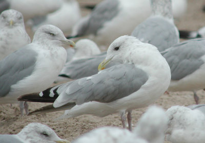 Thayer's Gull