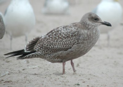 Herring Gull juv.