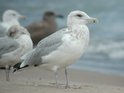 Herring Gull with dark eyes