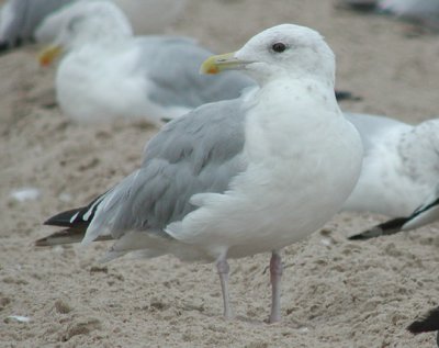 Thayer's Gull