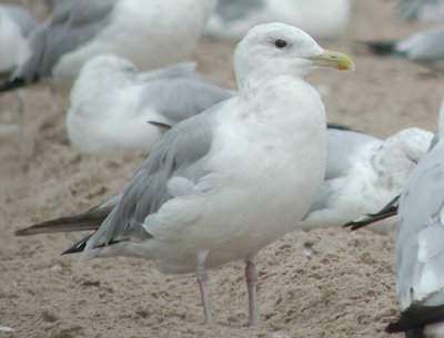 Thayer's Gull