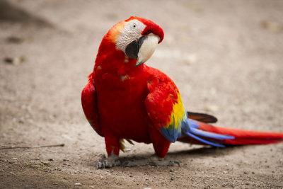 Scarlet Macaw, The national bird of Honduras