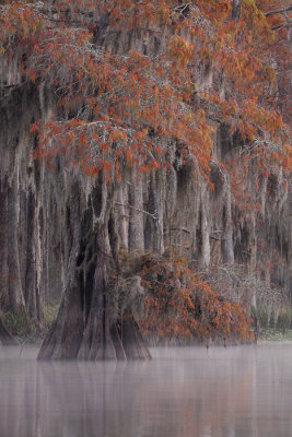   Louisiana Landscapes