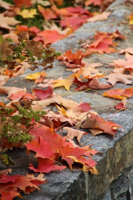 Fall in Frederick