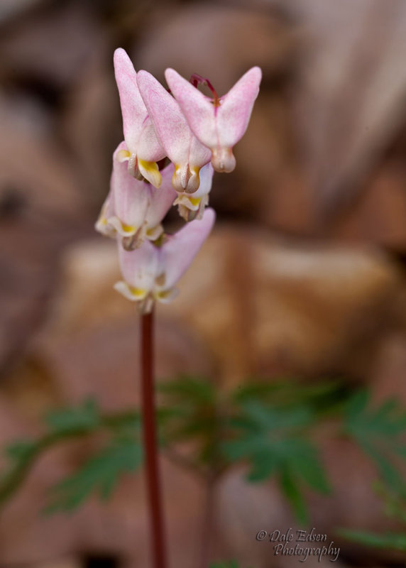 Freshly Opened Dutchmans Breeches - Dale E