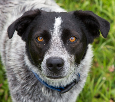 Freckles (semi-wildlife)