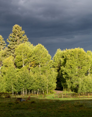 Approaching storm and aspens  11-1-2012