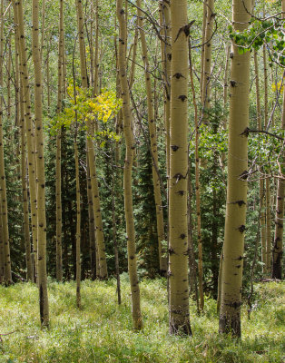 Aspens in late afternoon, Colorado