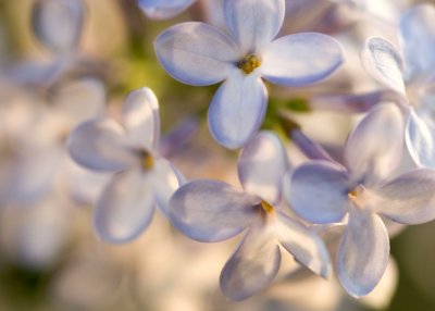 4. Lilacs of Spring