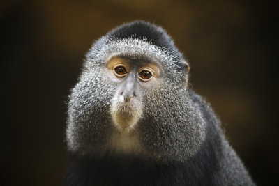 15. Primate Portrait