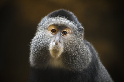 December 2012 - Favorite for 2012 - Primate Portrait - Dennis Hedberg