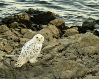 Snowy Owl on the Rocks #2