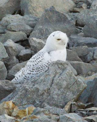 snowy owl 2012