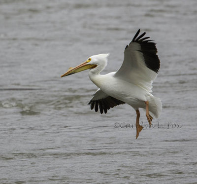 Landing