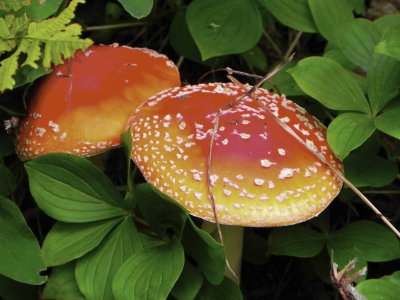 Amanitas 