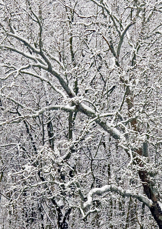 Shenandoah Sycamore after Snow