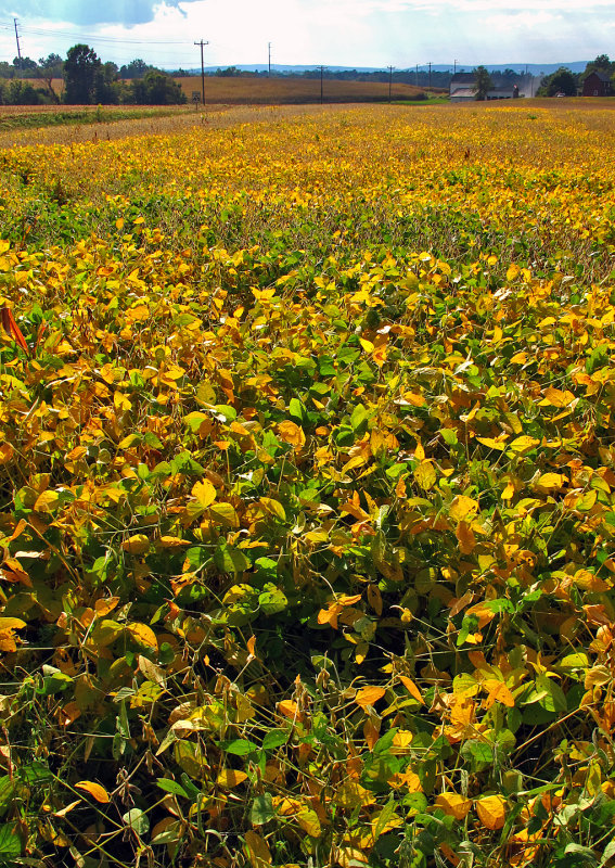 Soybean-Field