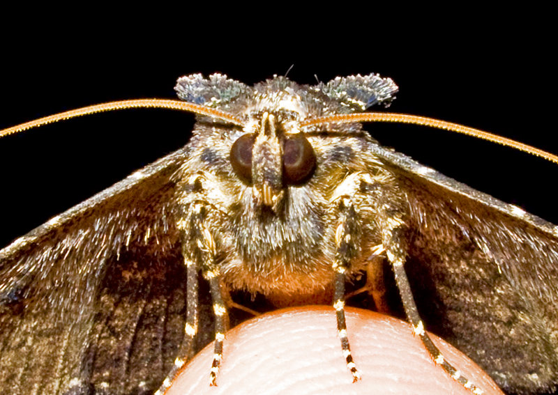 Moth-2010-1