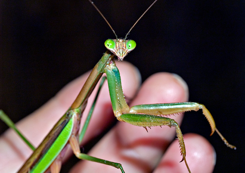 Praying-Mantis-on-Hand