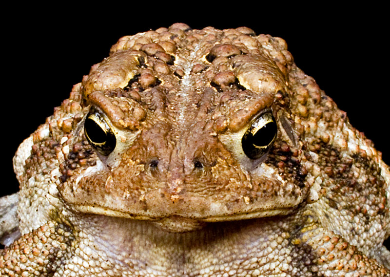 Toad-Portrait