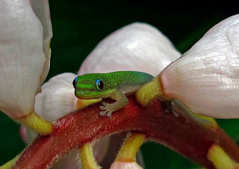 Gold-Dust-Day-Gecko