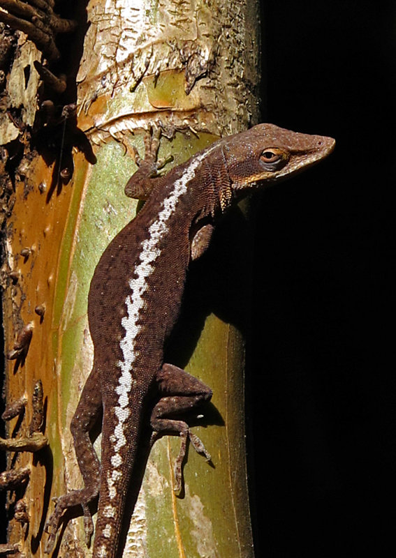 Kauai-Lizard