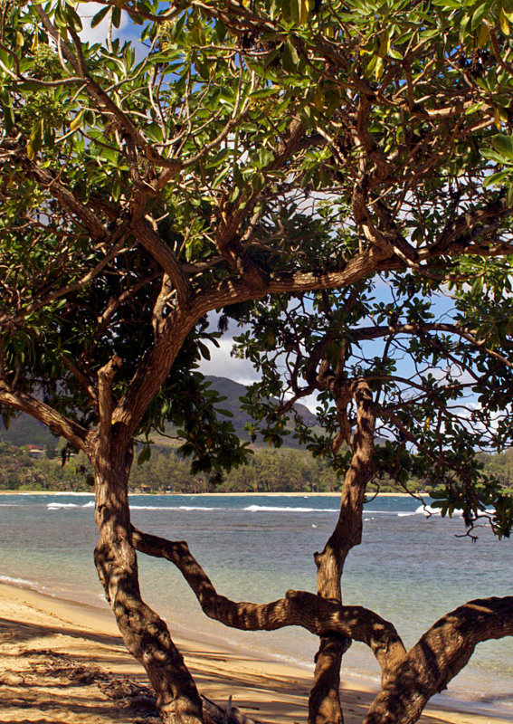 Beach-Through-Tree