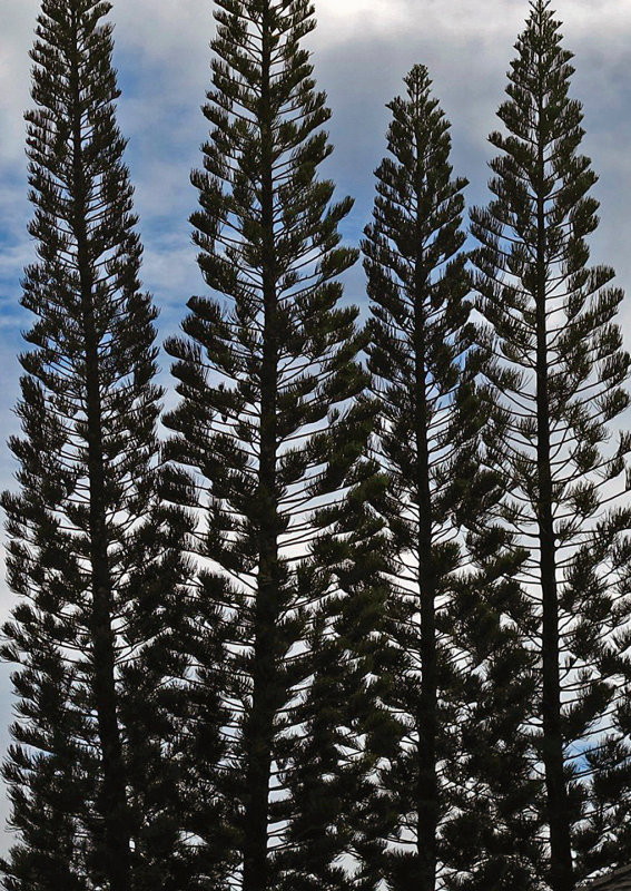Kauai-Pinetrees